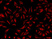 ReadiLink™ xtra Rapid iFluor® 647 Antibody Labeling Kit *BSA-Compatible* - AAT Bioquest