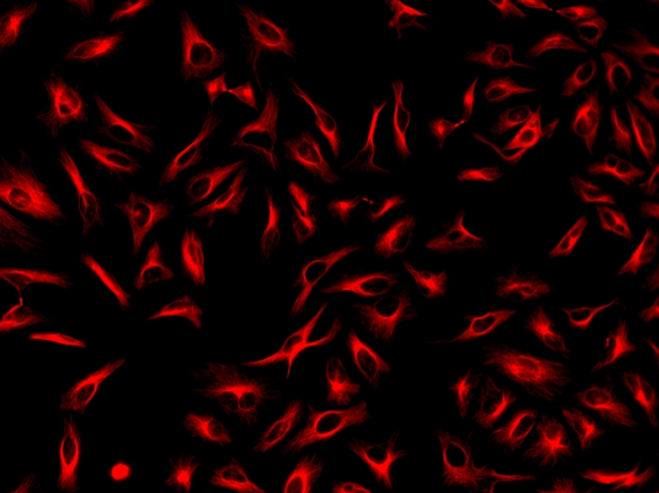 ReadiLink™ xtra Rapid iFluor® 647 Antibody Labeling Kit *BSA-Compatible* - AAT Bioquest