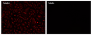 ReadiLink™ xtra Rapid XFD750 Antibody Labeling Kit *BSA-Compatible* - AAT Bioquest