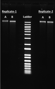 ReadiPrep™ DNA Extraction Kit - AAT Bioquest