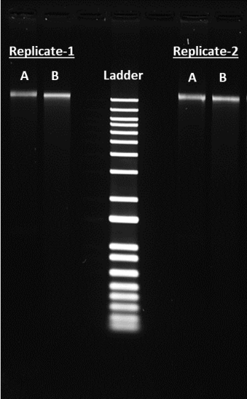 ReadiPrep™ DNA Extraction Kit - AAT Bioquest