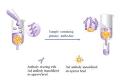 ReadiPrep™ Goat anti-rabbit IgG (H&L) Agarose - AAT Bioquest