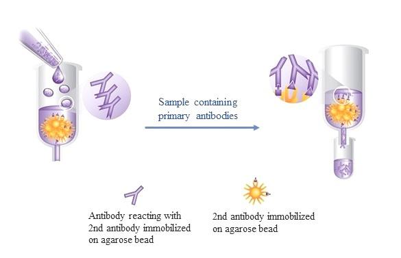 ReadiPrep™ Goat anti-rabbit IgG (H&L) Agarose - AAT Bioquest