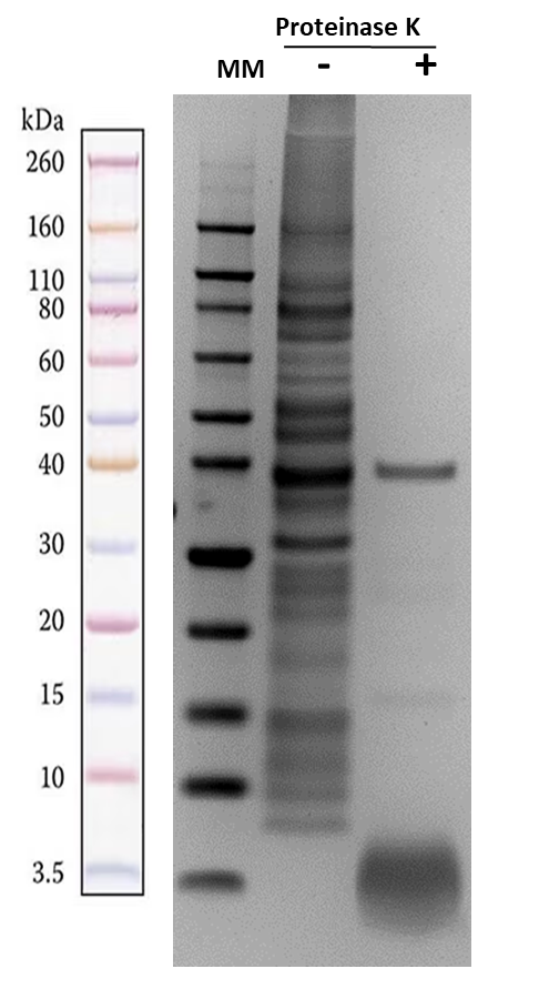 ReadiPrep™ Lipopolysaccharide (LPS) Isolation Kit - AAT Bioquest