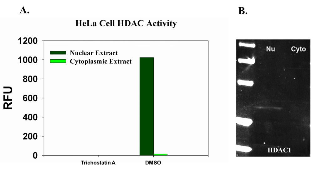 ReadiPrep™ Nuclear/Cytoplasmic Fractionation Kit - AAT Bioquest