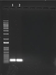 ReadiPrep™ PCR Purification Kit - AAT Bioquest
