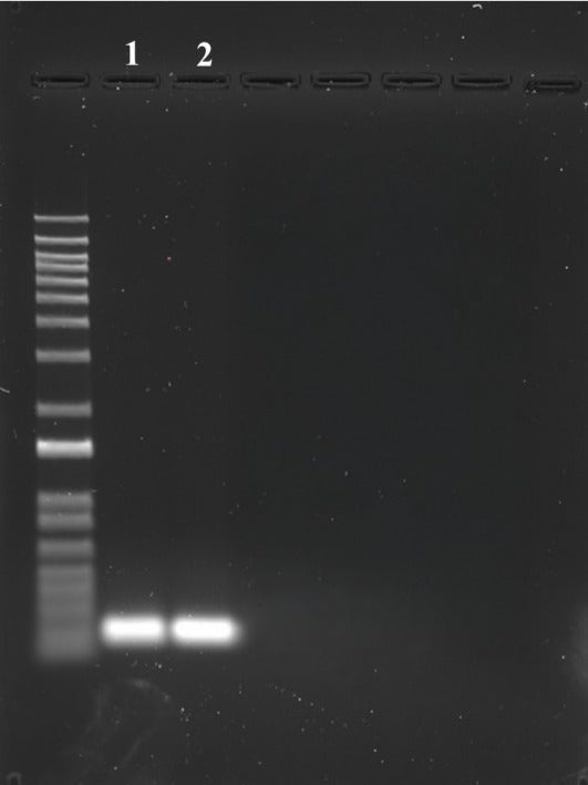 ReadiPrep™ PCR Purification Kit - AAT Bioquest