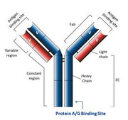 ReadiPrep™ Protein A-Agarose Resin - AAT Bioquest