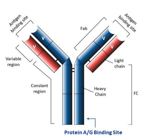ReadiPrep™ Protein A-Agarose Resin - AAT Bioquest