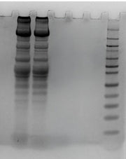 ReadiPrep™ Tissue Protein Extraction Buffer - AAT Bioquest