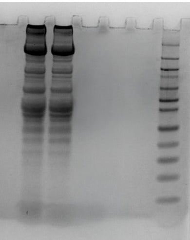 ReadiPrep™ Tissue Protein Extraction Buffer - AAT Bioquest