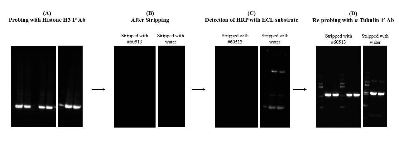 ReadiPrep™ Western Blot Stripping Buffer - AAT Bioquest