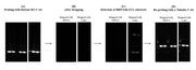 ReadiPrep™ Western Blot Stripping Buffer - AAT Bioquest