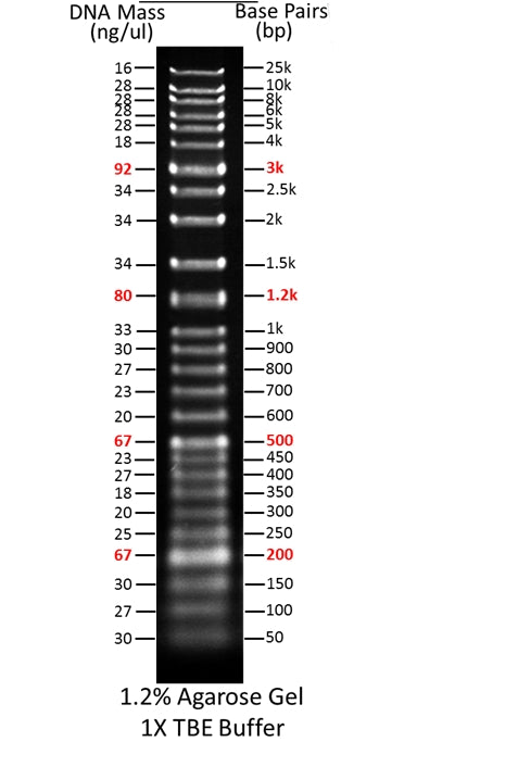 ReadiUse™ 1 Kb Plus DNA Ladder - AAT Bioquest