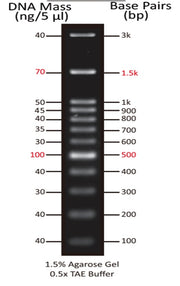 ReadiUse™ 100 bp DNA Ladder - AAT Bioquest