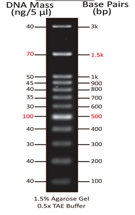 ReadiUse™ 100 bp DNA Ladder - AAT Bioquest