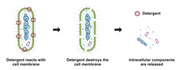 ReadiUse™ bacterial cell lysis buffer *5X* - AAT Bioquest