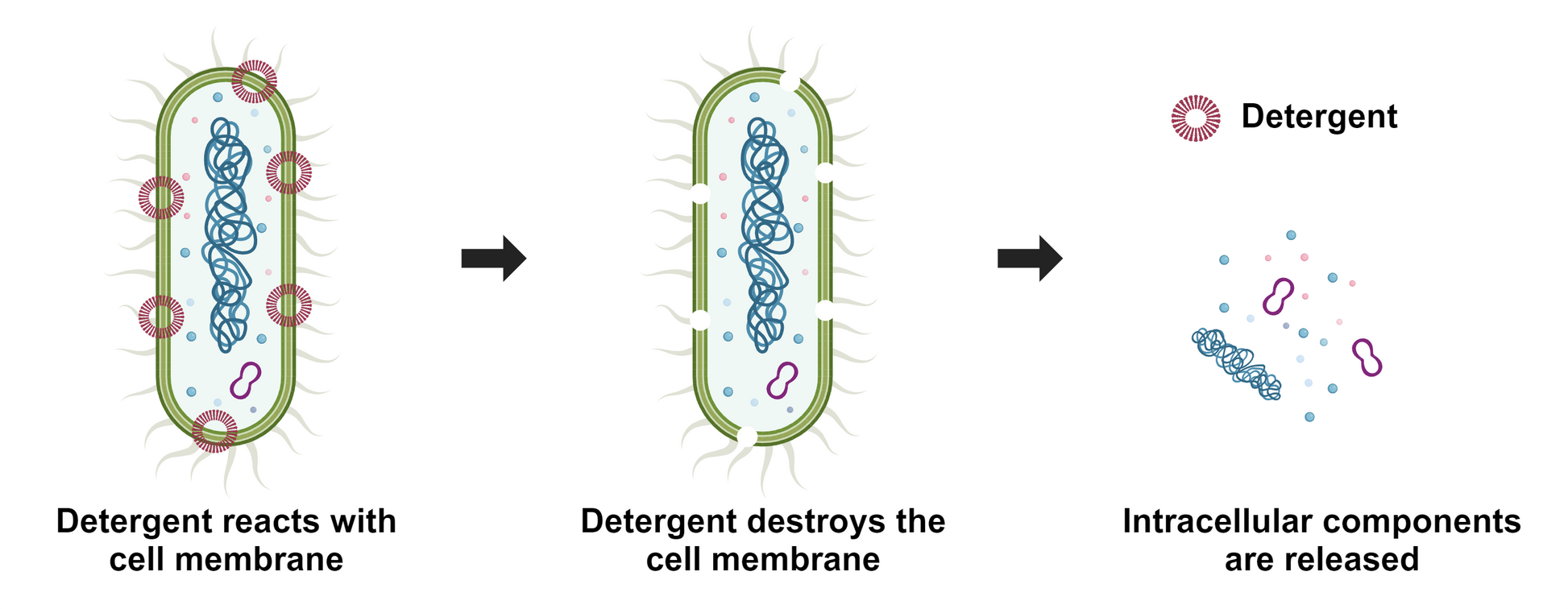 ReadiUse™ bacterial cell lysis buffer *5X* - AAT Bioquest