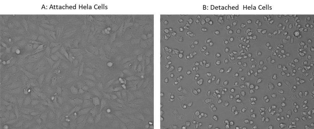 ReadiUse™ Cell Detaching Buffer - AAT Bioquest