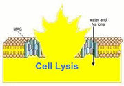 ReadiUse™ mammalian cell lysis buffer *5X* - AAT Bioquest