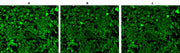 ReadiUse™ microscope mounting solution - AAT Bioquest