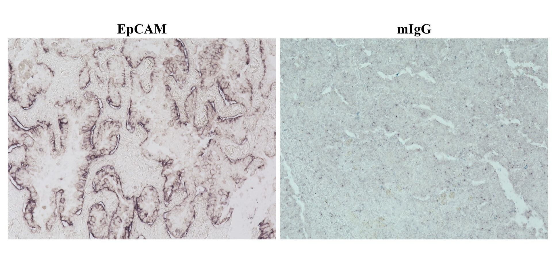 ReadiUse™ NBT/BCIP Substrate Solution - AAT Bioquest