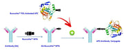 ReadiUse™ Preactivated APC-Cy5.5 Tandem - AAT Bioquest