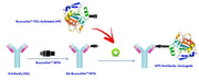 ReadiUse™ Preactivated APC-iFluor® 800 Tandem - AAT Bioquest