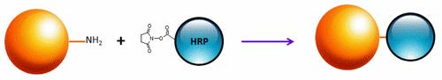 ReadiUse™ Preactivated HRP NHS ester - AAT Bioquest