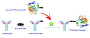 ReadiUse™ Preactivated PE-iFluor® 647 Tandem - AAT Bioquest