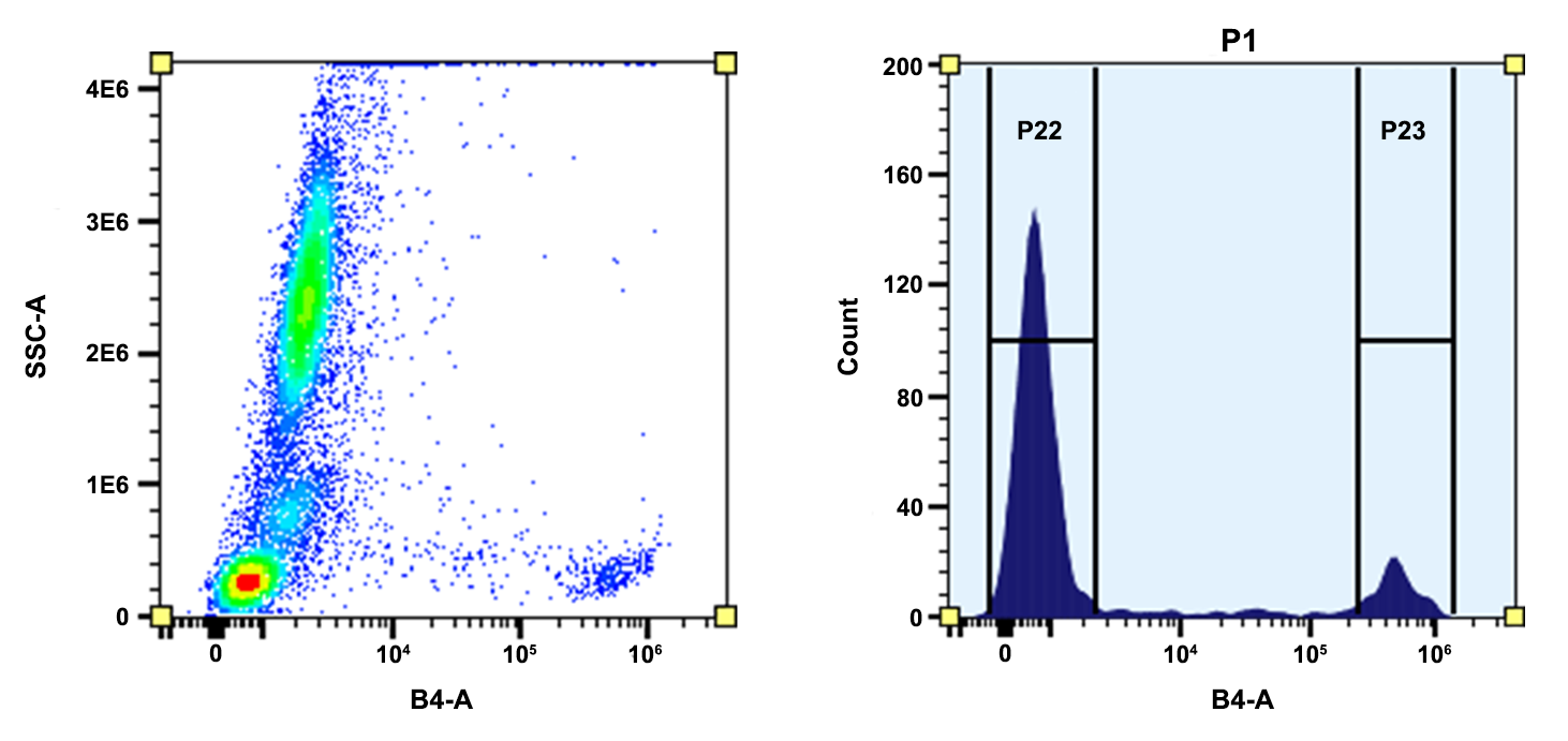 ReadiUse™ Preactivated PE Maleimide [Activated R-Phycoerythrin] - AAT Bioquest