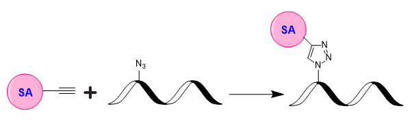 ReadiUse™ Preactivated Streptavidin Alkyne - AAT Bioquest