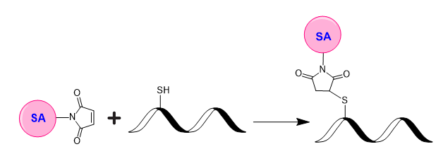 ReadiUse™ Preactivated Streptavidin Maleimide - AAT Bioquest