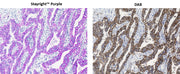 ReadiUse™ Stayright™ Purple *HRP Chromogen Premixed with Hydrogen Peroxide* - AAT Bioquest