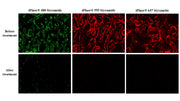 ReadiUse™ Tyramide (TSA)/Styramide (PSA) Stripping Buffer - AAT Bioquest