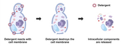ReadiUse™ Yeast Cell Lysis Buffer *5X* - AAT Bioquest
