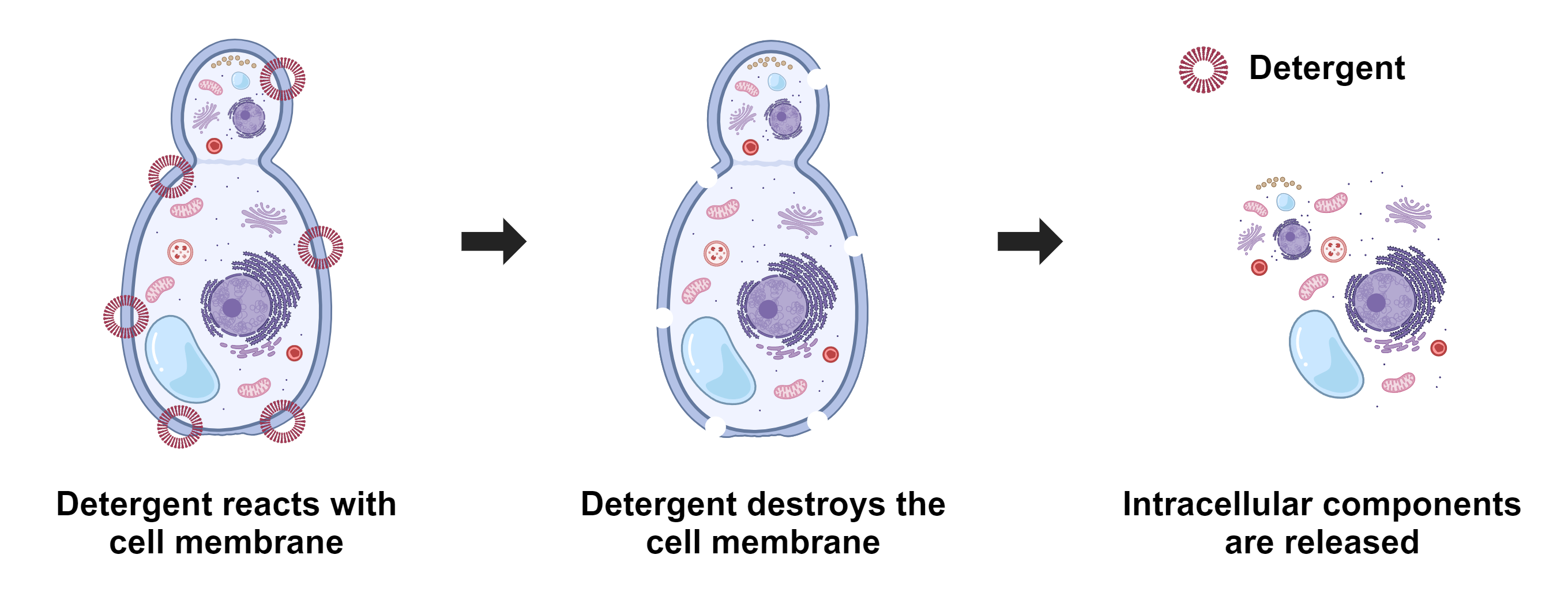 ReadiUse™ Yeast Cell Lysis Buffer *5X* - AAT Bioquest