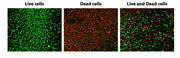 ReadiView™ Green/Red Viability Stain - AAT Bioquest