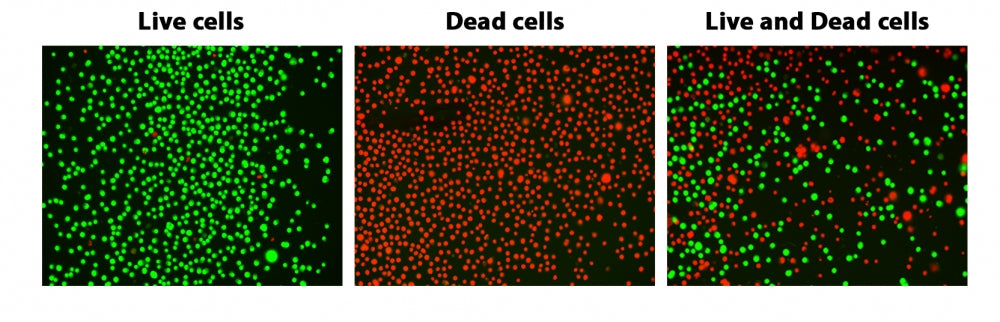 ReadiView™ Green/Red Viability Stain - AAT Bioquest