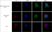 Rhod-2, AM *CAS#: 145037-81-6* - AAT Bioquest