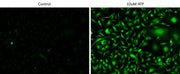 Screen Quest™ 10X cell staining buffer with Phenol Red Plus™ - AAT Bioquest