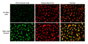 Screen Quest™ Fluorimetric Long Chain Fatty Acid Uptake Assay Kit - AAT Bioquest