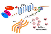 Screen Quest™ Live Cell Chemokine (C-X-C motif) receptor CXCR4 cAMP Assay Service Pack - AAT Bioquest