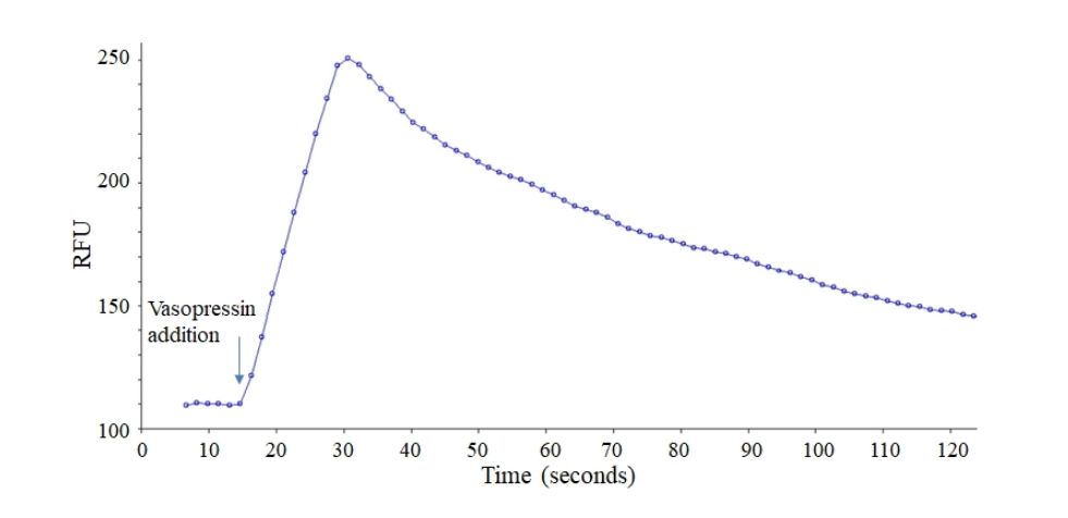 Screen Quest™ Live Cell Vasopressin receptor 2 (V2R) cAMP Assay Service Pack - AAT Bioquest