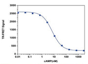 Screen Quest™ TR-FRET No Wash cAMP Assay Kit - AAT Bioquest