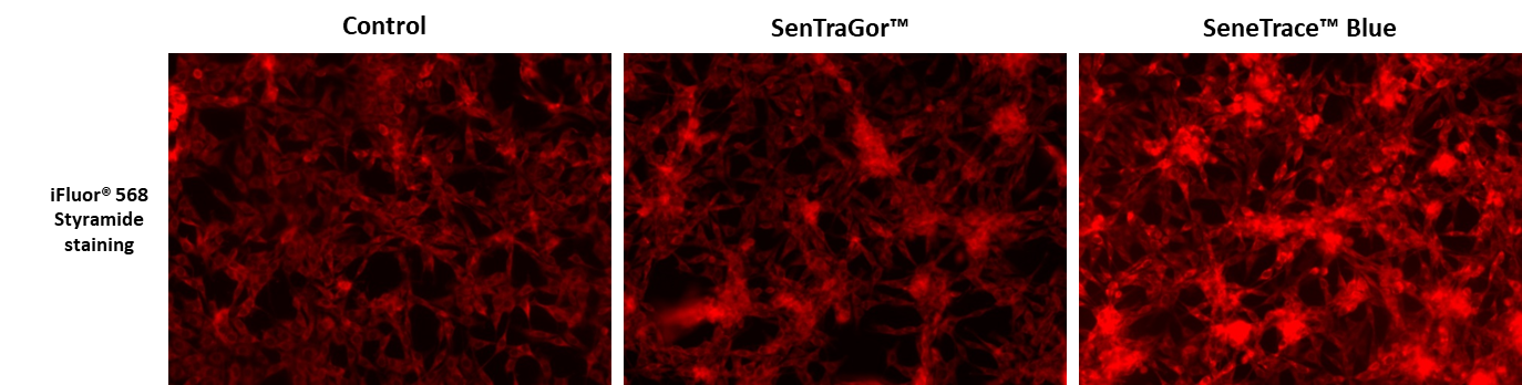 SeneTrace™ Blue - AAT Bioquest