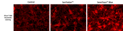 SeneTrace™ Blue - AAT Bioquest