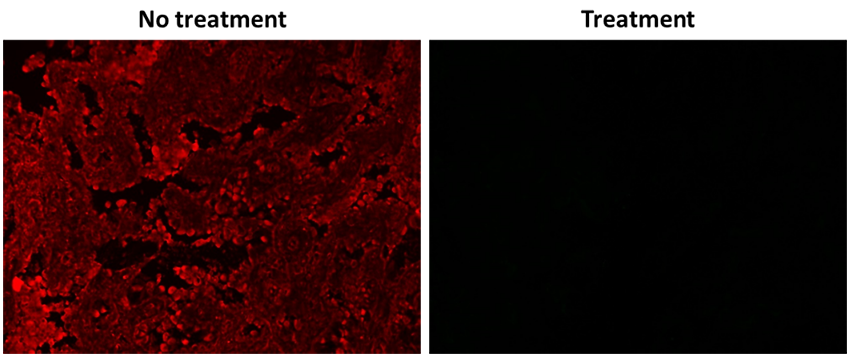 Signal Guard™ 10X Rapid HRP reaction stopping solution - AAT Bioquest