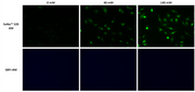 SoNa™ 520 AM - AAT Bioquest