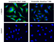 Streptavidin-Xtra™ IF488 - AAT Bioquest